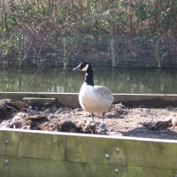 Canada Goose